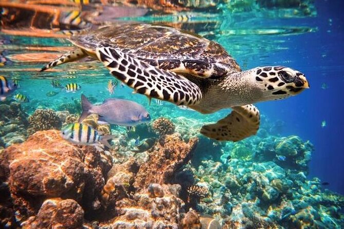Tulum Area Experiences Guided Snorkeling Tour - Casa Cenote + Ocean Reef & Lunch - Tour Highlights and Experiences