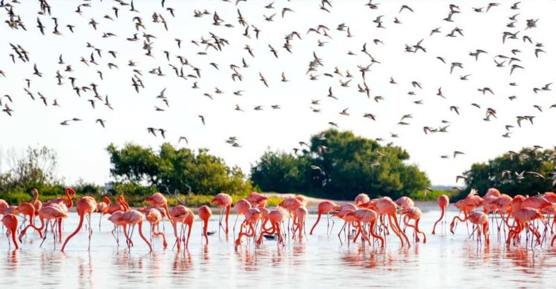 Tulum: Coloradas Pink Lake & Rio Lagartos Adventure - Key Points