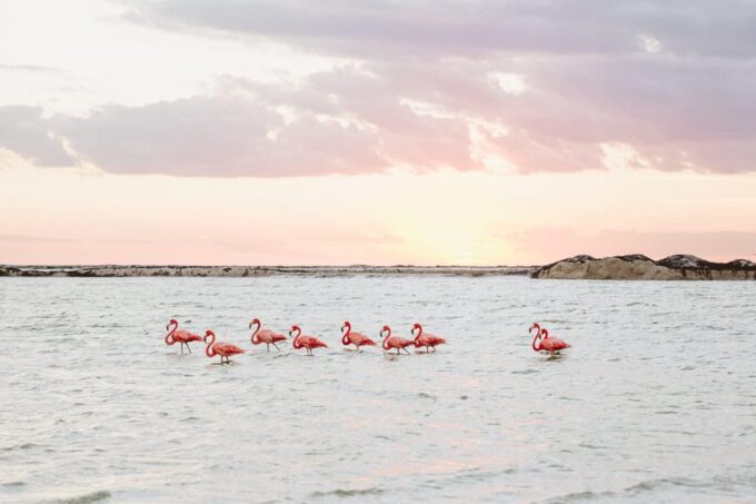 Tulum: Coloradas Pink Lake & Rio Lagartos Adventure - Las Coloradas: The Pink Lake
