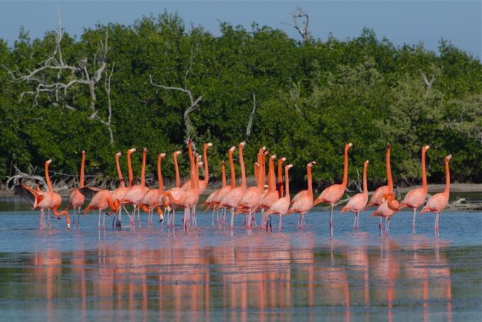 Tulum: Coloradas Pink Lake & Rio Lagartos Adventure - Rio Lagartos Nature Reserve
