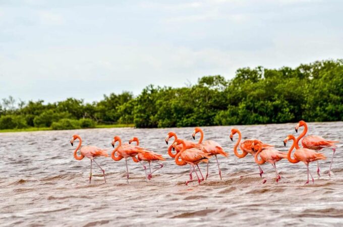 Tulum: Coloradas & Rio Lagartos Biosphere! Crocodile Farm - Crocodile Farm Visit