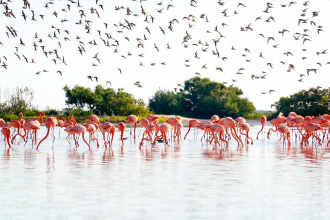 Tulum: Coloradas & Rio Lagartos Biosphere! Crocodile Farm - Frequently Asked Questions