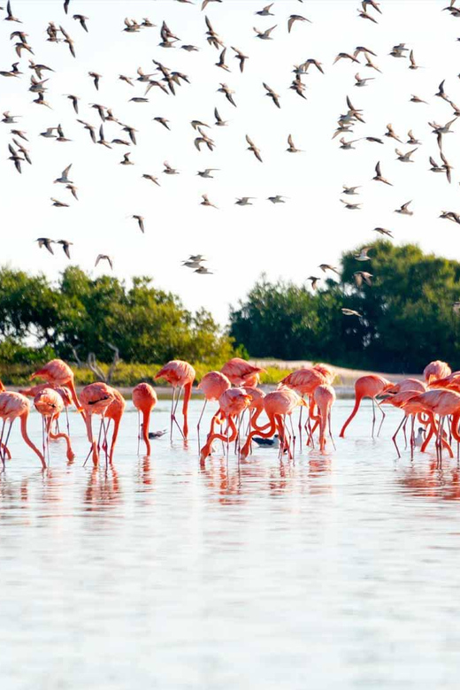 Tulum: Coloradas & Rio Lagartos Boat Ride! Crocododile Farm - Key Points