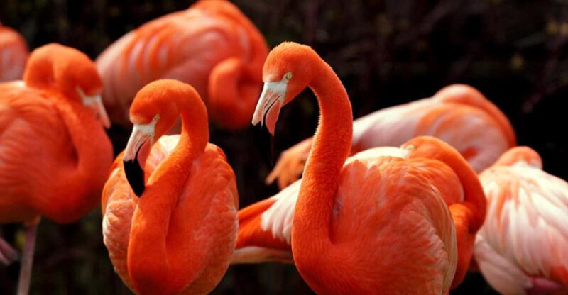 Tulum: Coloradas & Rio Lagartos Boat Ride! Crocododile Farm - Itinerary Highlights