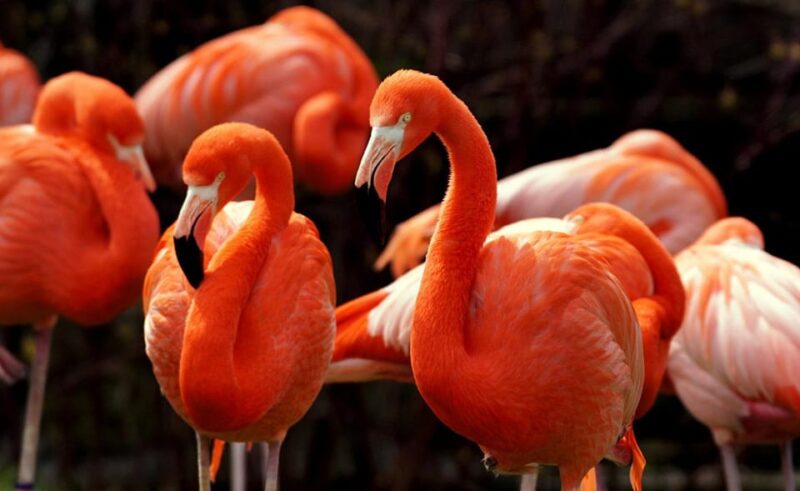 Tulum: Coloradas & Rio Lagartos Boat Ride! Crocododile Farm - Transportation and Meeting Point