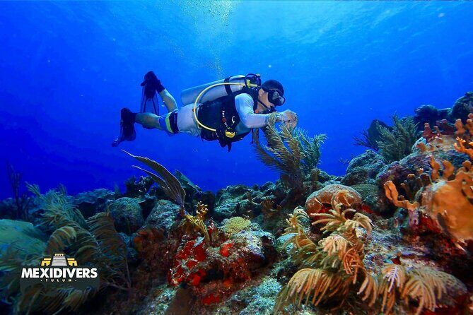 Tulum Diving (Reef) 2 Tanks - A Detailed Look at the Tulum Reef Experience