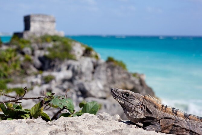 Tulum Guided Tour and Cenote Swim From Playa Del Carmen - Tour Guide Highlights