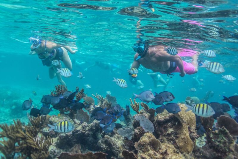 Tulum: Half-Day Luxury Sailing Experience With Open Bar - Pickup and Transportation
