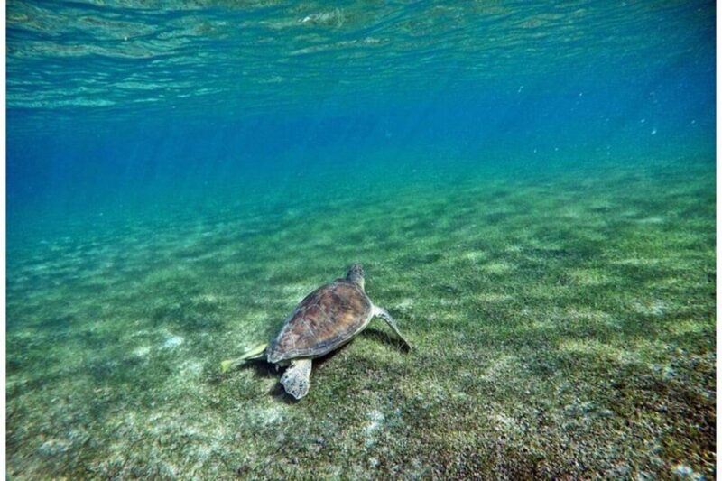 Tulum: Half Day Nature Experience! Turtles & Cenote - Key Points