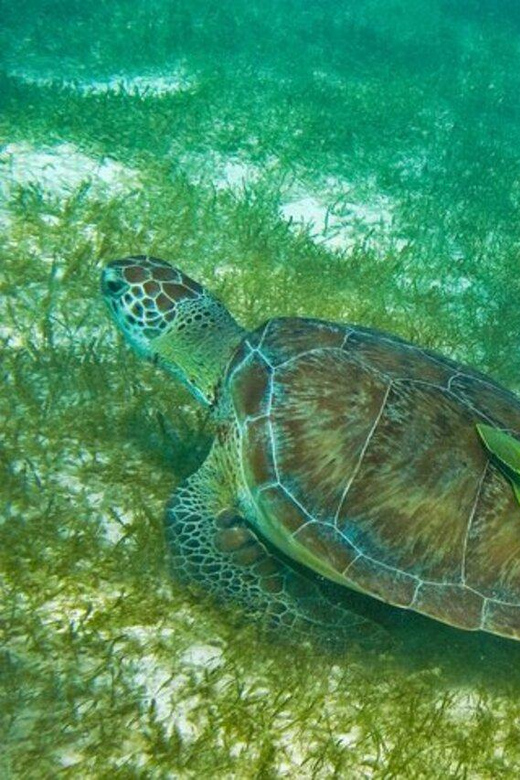 Tulum: Half Day Nature Experience! Turtles & Cenote - Experience Highlights
