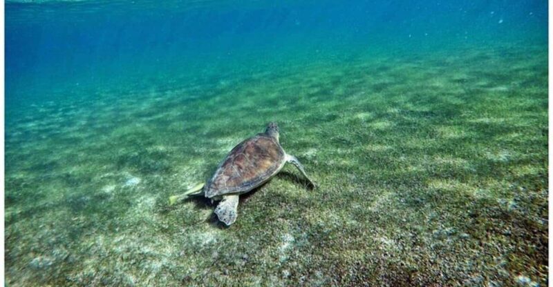 Tulum: Half Day Nature Experience! Turtles & Cenote - Inclusions