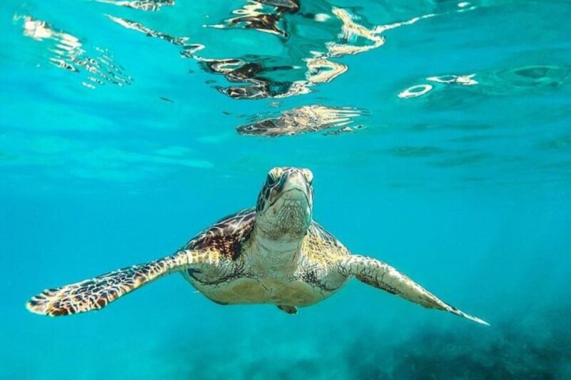 Tulum: Mayan Ruins and Snorkeling Adventure - Experience Description