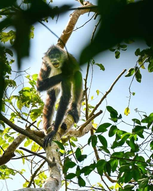 Tulum: Monkey Sanctuary Adventure - Key Points