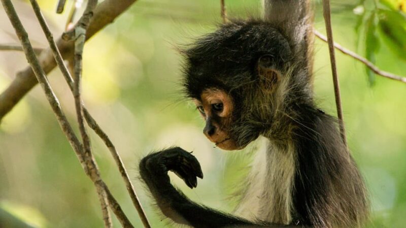 Tulum: Monkey Sanctuary Adventure - Inclusions
