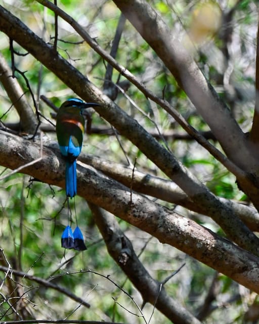 Tulum: Monkey Sanctuary Adventure - Participant Restrictions