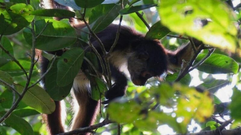Tulum: Monkey Sanctuary Adventure - What to Bring & Not Allowed