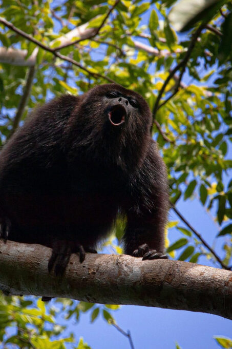 Tulum: Monkey Sanctuary Adventure - Important Notes