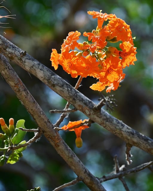 Tulum: Monkey Sanctuary Adventure - Pricing and Booking