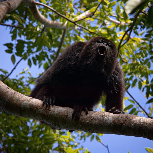 Tulum: Monkey Sanctuary Adventure - Frequently Asked Questions