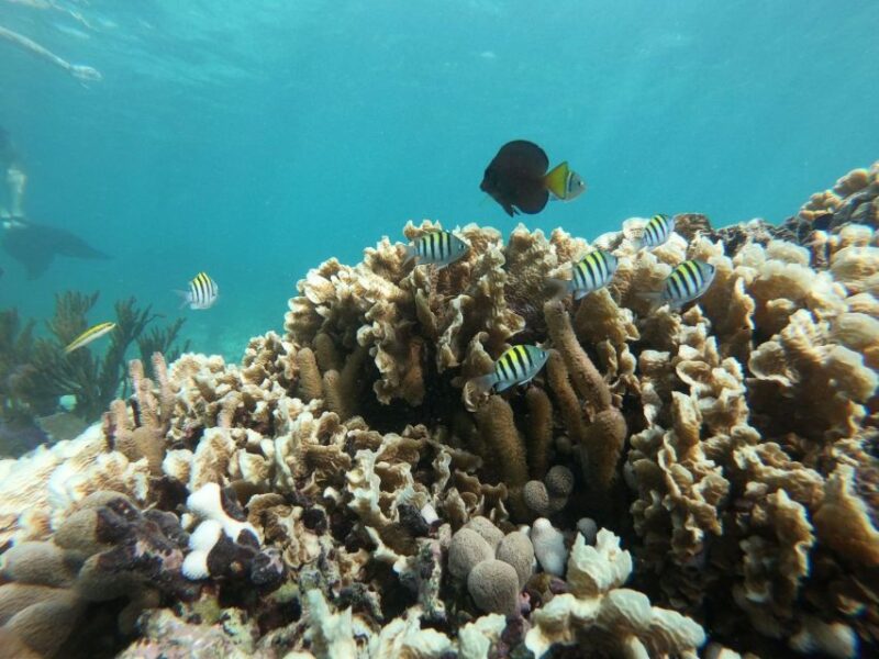 Tulum: Private Snorkel and Sailing Experience - Tour Inclusions and Exclusions