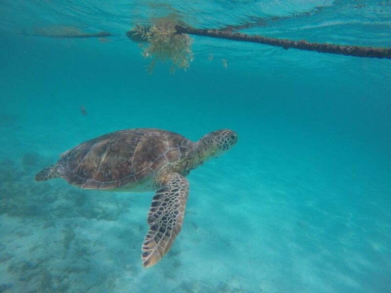 Tulum: Ruins, Cenote and Turtle Snorkel Day Trip With Lunch - Participant Information