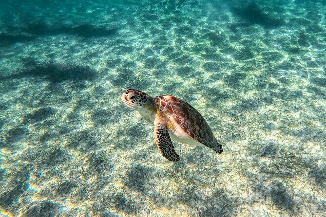 Tulum Ruins, Sea Turtles & Cenote Snorkeling Adventure Tour - FAQs