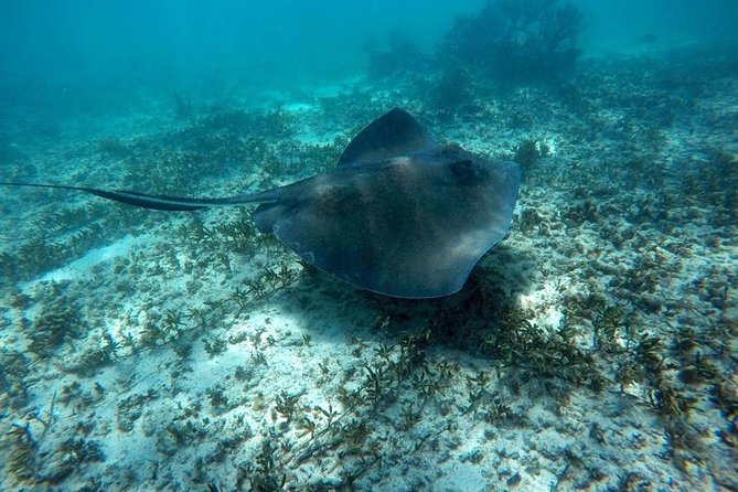 Tulum Ruins Swim With Turtles in Akumal and Cenote - Customer Feedback