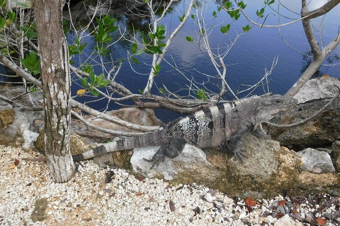 Tulum Ruins Tour (Private, Half Day) - Capturing Photos