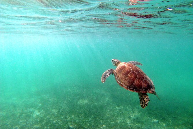 Tulum Ruins, Turtle Sighting and Underground Caves - Health and Safety Considerations