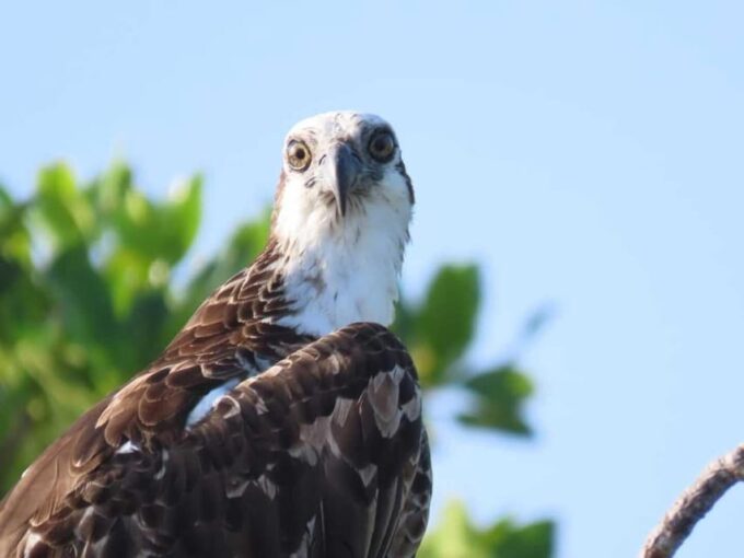 Tulum: Sian Kaan Biosphere Guided Tour - Scenic Boat Tour