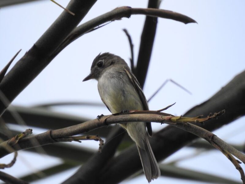 Tulum: Sian Kaan Biosphere Reserve Guided Birdwatching Hike - Key Points