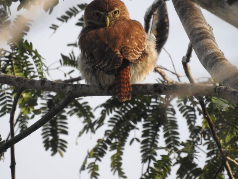 Tulum: Sian Kaan Biosphere Reserve Guided Birdwatching Hike - Experience Highlights