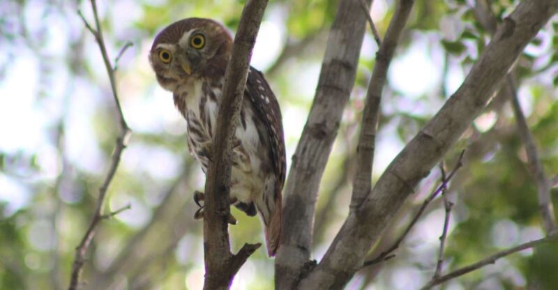 Tulum: Sian Kaan Biosphere Reserve Guided Birdwatching Hike - Itinerary and Activities