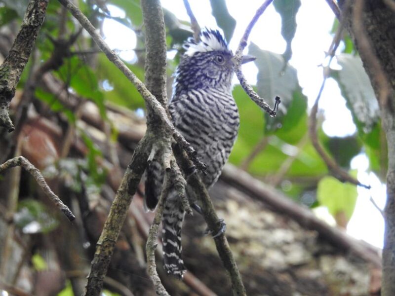 Tulum: Sian Kaan Biosphere Reserve Guided Birdwatching Hike - Inclusions and Exclusions
