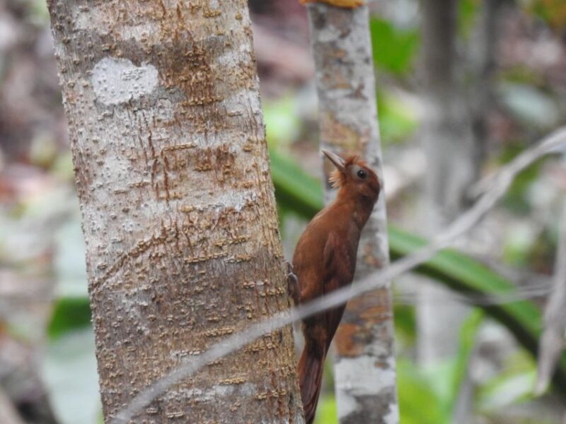 Tulum: Sian Kaan Biosphere Reserve Guided Birdwatching Hike - Customer Feedback