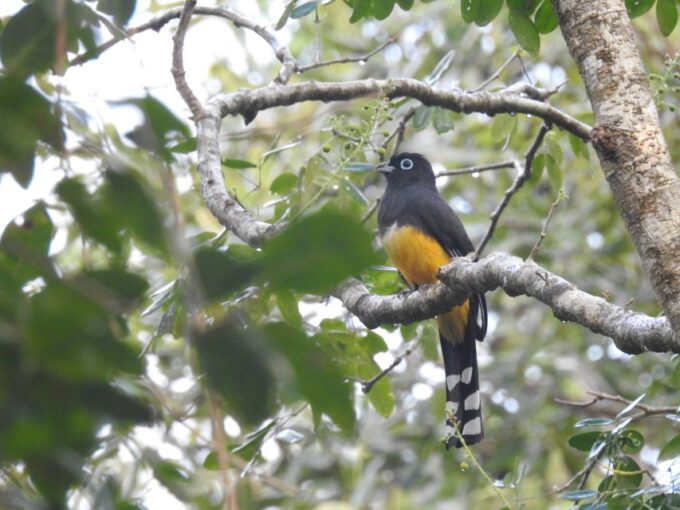 Tulum: Sian Kaan Biosphere Reserve Guided Birdwatching Hike - Guided Birdwatching Hike