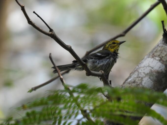 Tulum: Sian Kaan Biosphere Reserve Guided Birdwatching Hike - Tulum Nature Experience