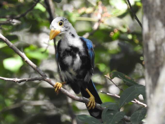 Tulum: Sian Kaan Biosphere Reserve Guided Birdwatching Hike - Frequently Asked Questions