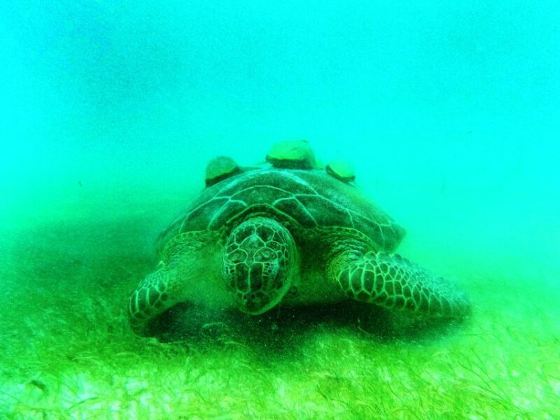 Tulum: Snorkeling Adventure in Cenote and Reef - Itinerary Highlights