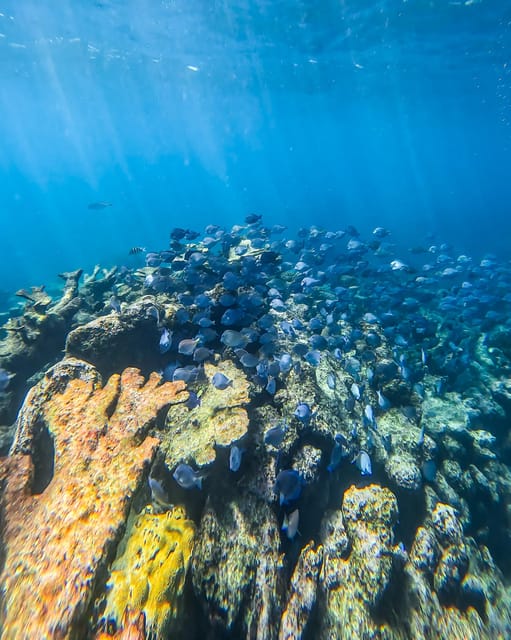 Tulum: Snorkeling at Paradise Reef - Underwater Exploration