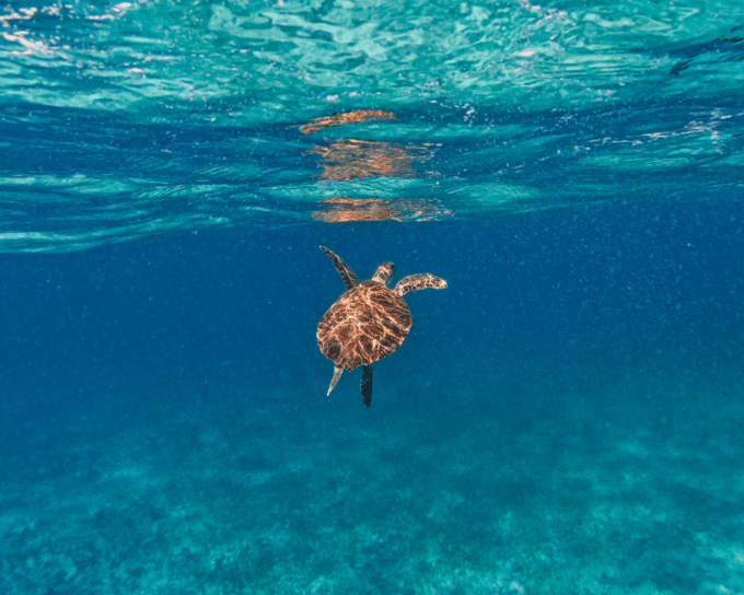 Tulum: Snorkeling at Paradise Reef - What to Expect