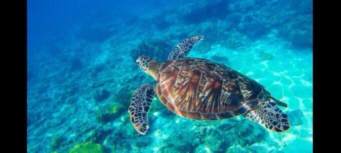 Tulum: Snorkeling in Open and Cave Cenotes With Ruins Tour - Frequently Asked Questions