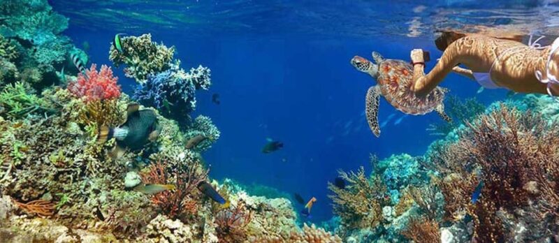 Tulum Snorkeling Tour - Casa Cenote + Ocean Reef & Lunch - Key Points