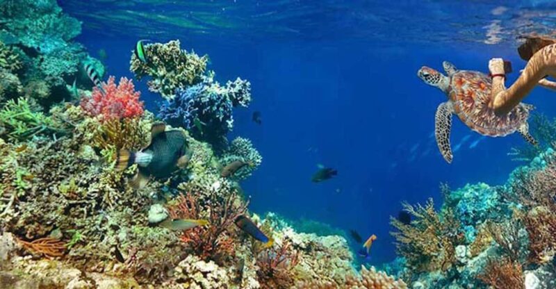 Tulum Snorkeling Tour - Casa Cenote + Ocean Reef & Lunch - Itinerary