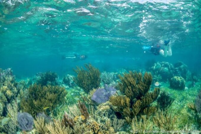 Tulum Snorkeling Tour - Casa Cenote + Ocean Reef & Lunch - Customer Feedback