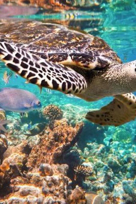 Tulum Snorkeling Tour - Casa Cenote + Ocean Reef & Lunch - Starting Location