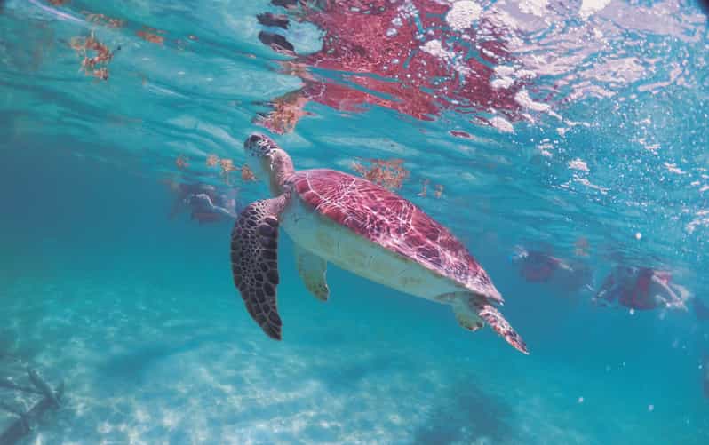 Tulum: Snorkeling Tour With Sea Turtle Akumal & Cenote Swim - Important Information
