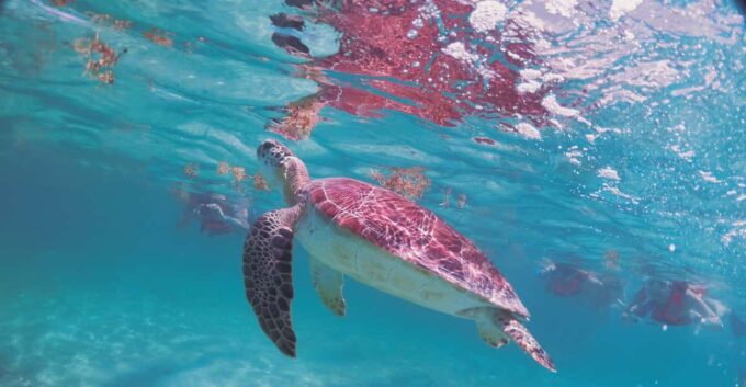 Tulum: Snorkeling Tour With Sea Turtle Akumal & Cenote Swim - Frequently Asked Questions