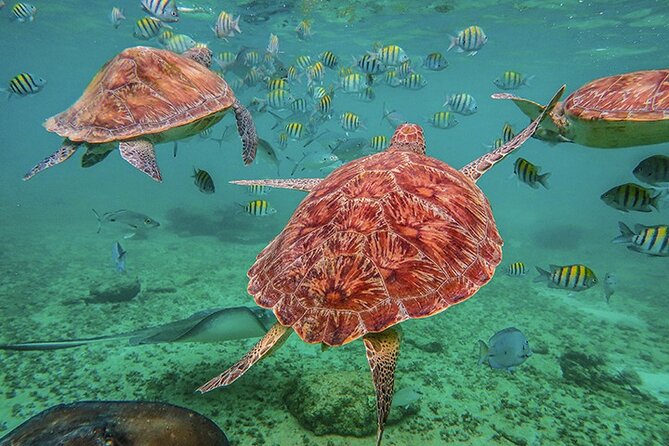Tulum, Snorkeling With Sea Turtles, Cenote and Beachside Lunch - Inclusions and Exclusions