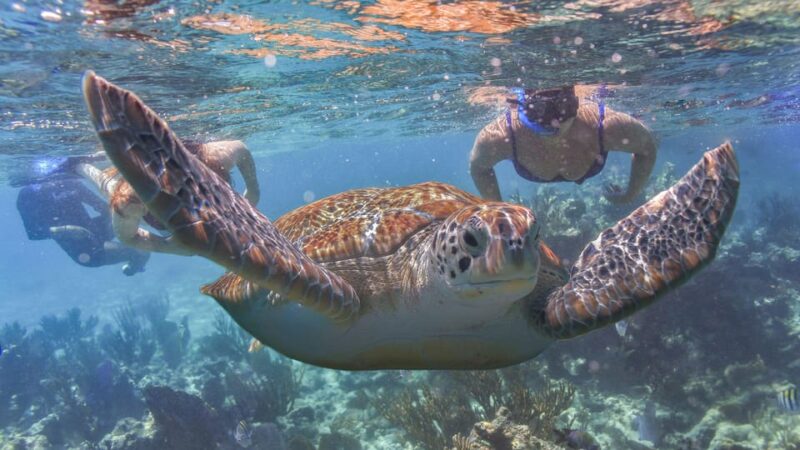 Tulum Turtles Cenote & Beach Club - Inclusions and Transportation